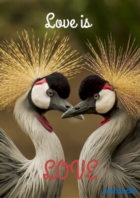 Love is Love - Lovebirds